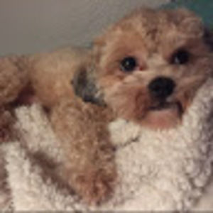 Meet your Posher, Isabella